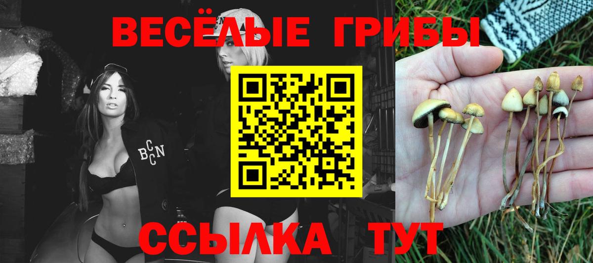 Нерюнгри  Галлюциногенные грибы Psilocybe  Вход с VPN 